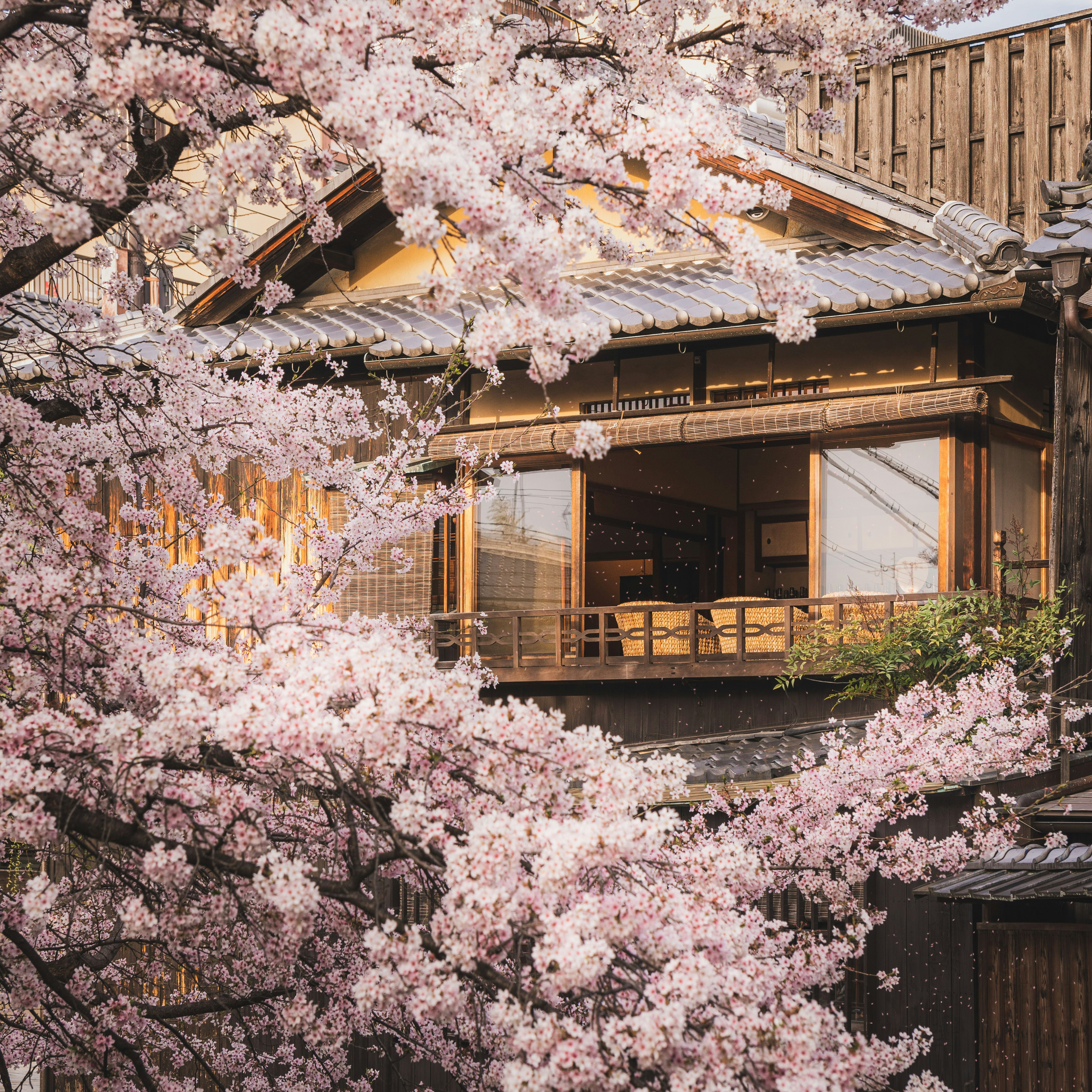 japon